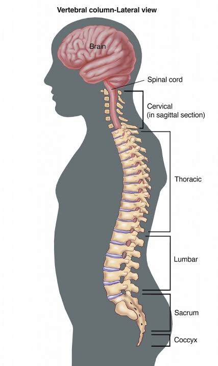Human Spinal Columns
